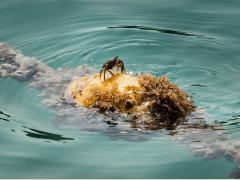 Dubai International Water Polo Tornament October 2017